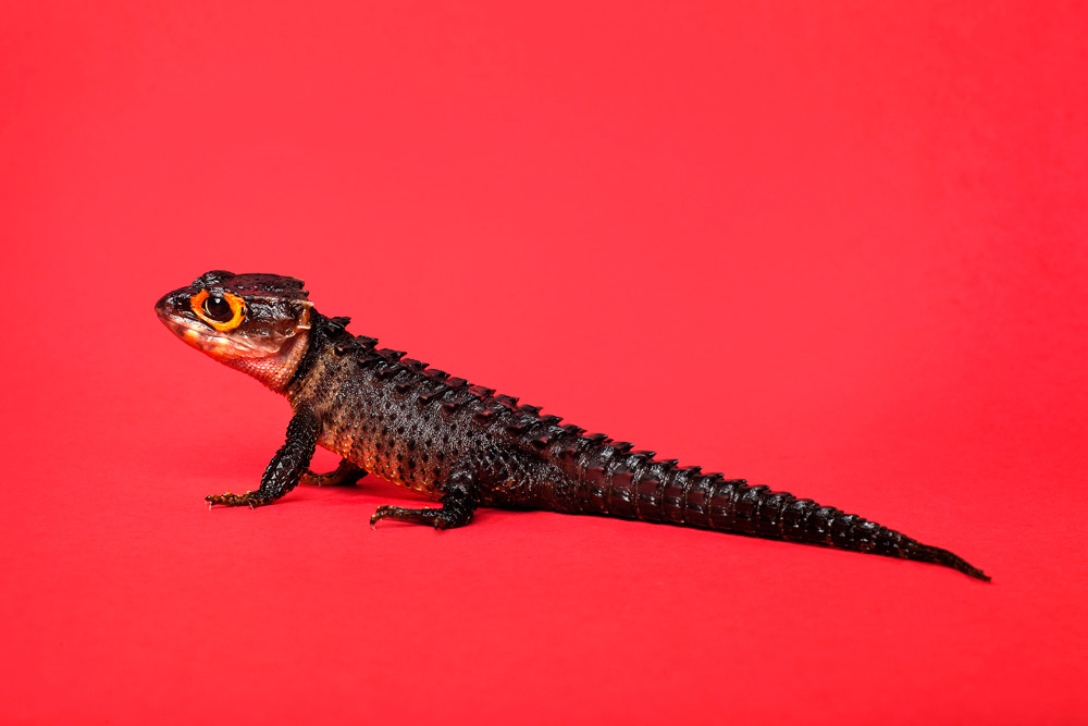 Red-Eye crocodile Skink - Tribolonotus gracilis.
