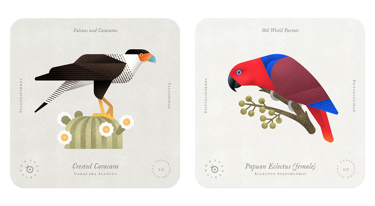 birds Nature animals cards biology science infographic wings feathers natural history