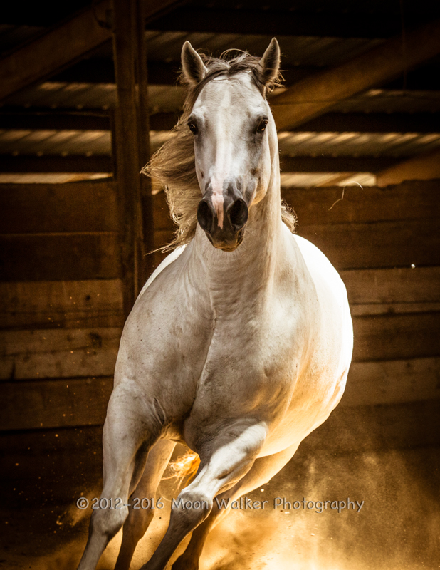 horse western ranch quarter horse