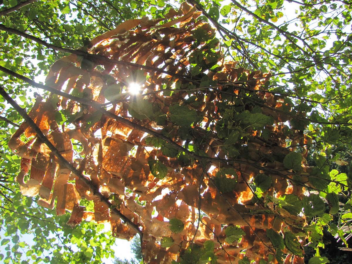 Earth Art tree bark cardboard light forest trees leaves canopy