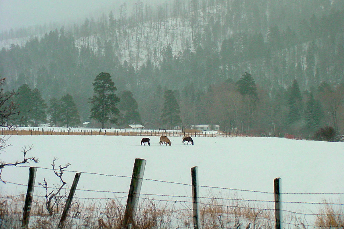 durango colorado Durango Colorado snow mountains horses ranches