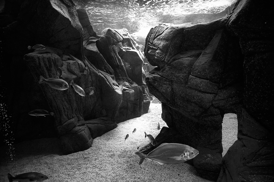 aquarium Crete Cretaquarium-thalassokosmos Greece heraklion shark fish tangoulis black and white
