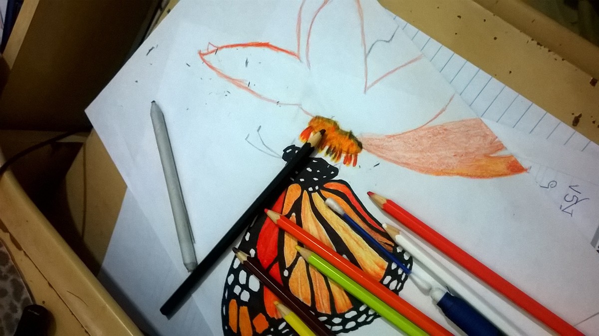 FABER castell faber-castell colorful aquarela butterfly flower orange