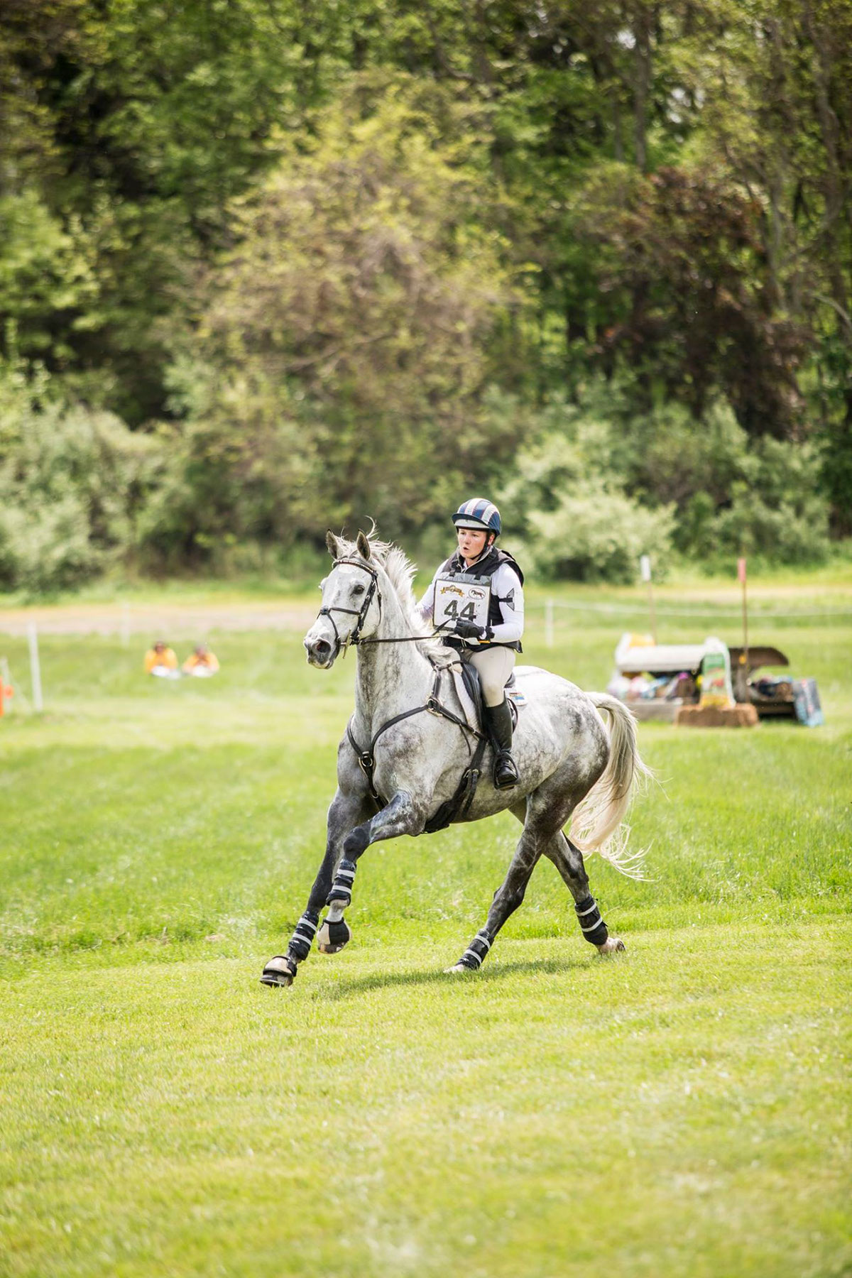 equestrian Photography  black background Horse Show Hunter Jumper