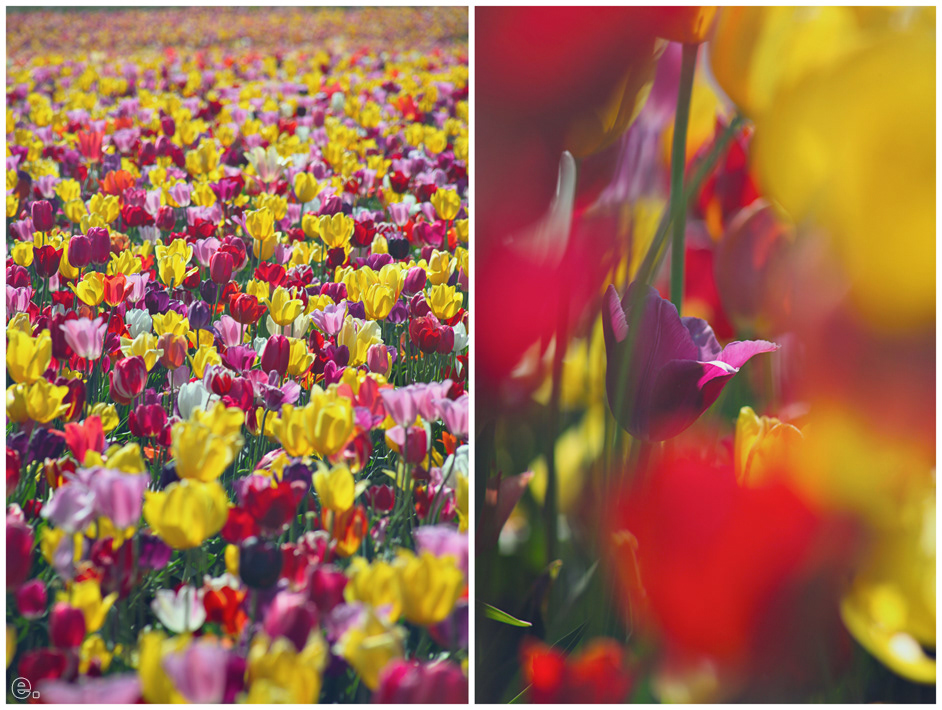 Eric Wimberly Flowers farm Oregon Northwest tulips festival color colour macro