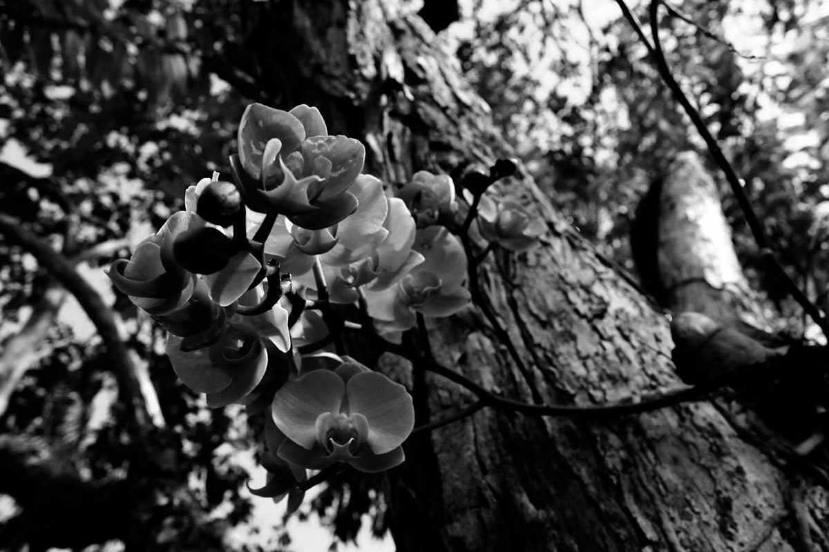 black and white b/w dramatic orchids floral Nature Botanicals