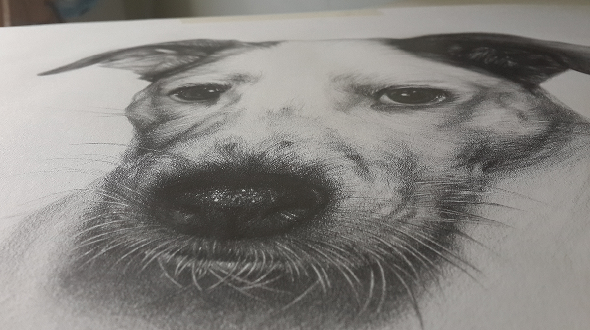 Pet portrait pencil dog