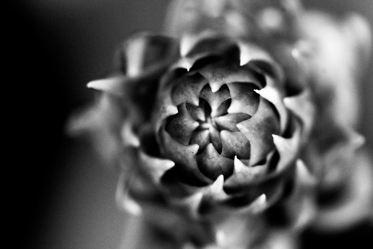 black White macro natural Monochromatic Flowers Insects