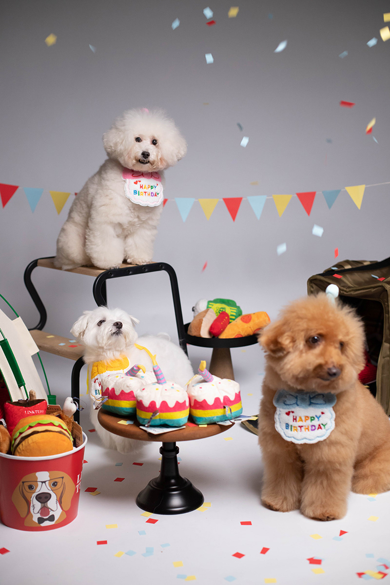 Cat Pet cute family branding  happy Birthday party dog paw