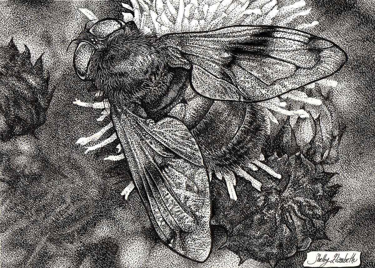 Adobe Portfolio Insects ink pen and ink clayboard bugs hoverfly Nature flower flower fly