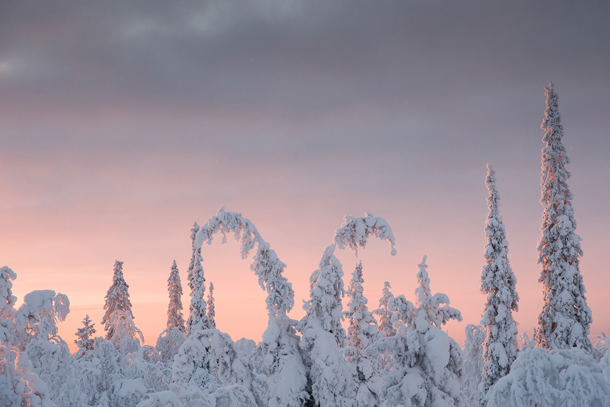 Lapland winter light snow Landscape trees