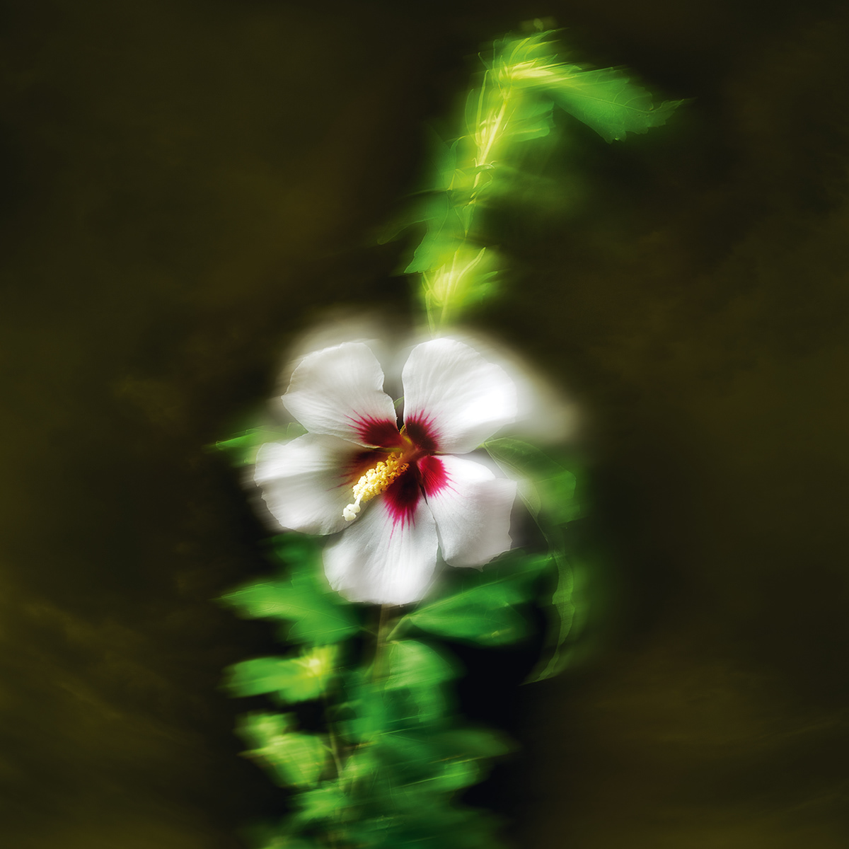 Flowers Motion blur
