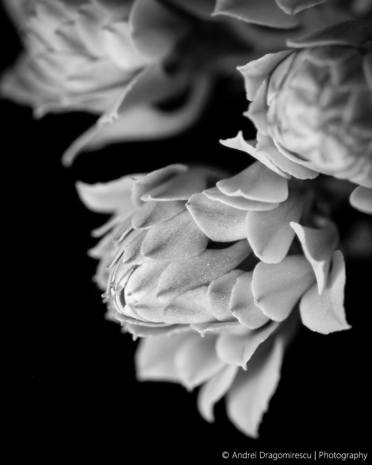 Calandiva Flowers petals buds black and white