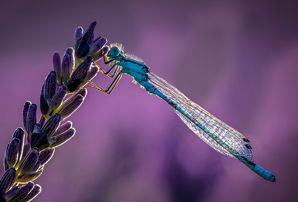 bees close-up damselflies emperor dragonflies Insects macro mayflies Nature Photography 