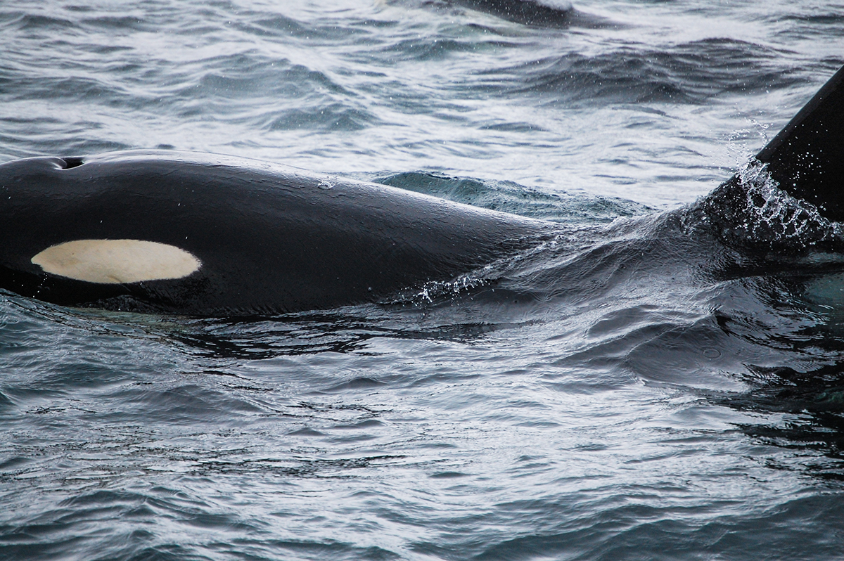 Adobe Portfolio Alaska Nature puffins orcas glaciers wildlife