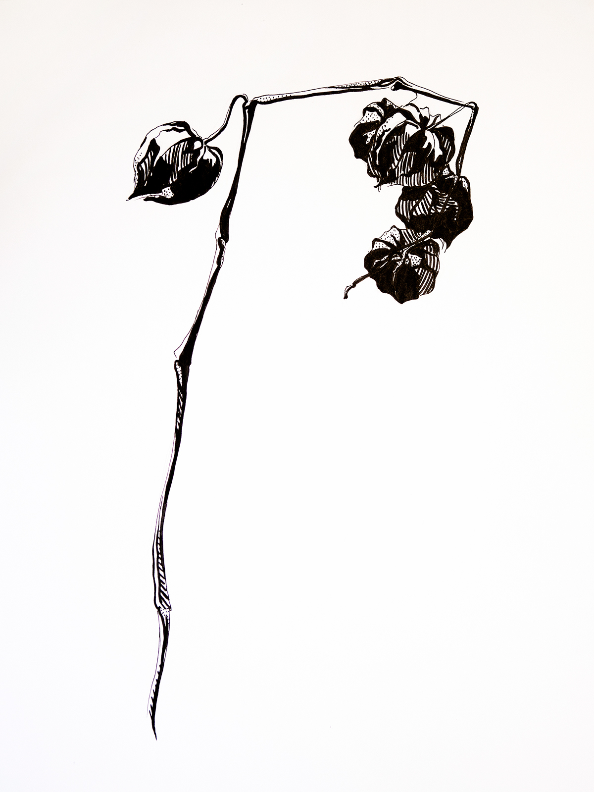 Physalis Winter Cherry Plant flower Nature sketch study Draft Black&white