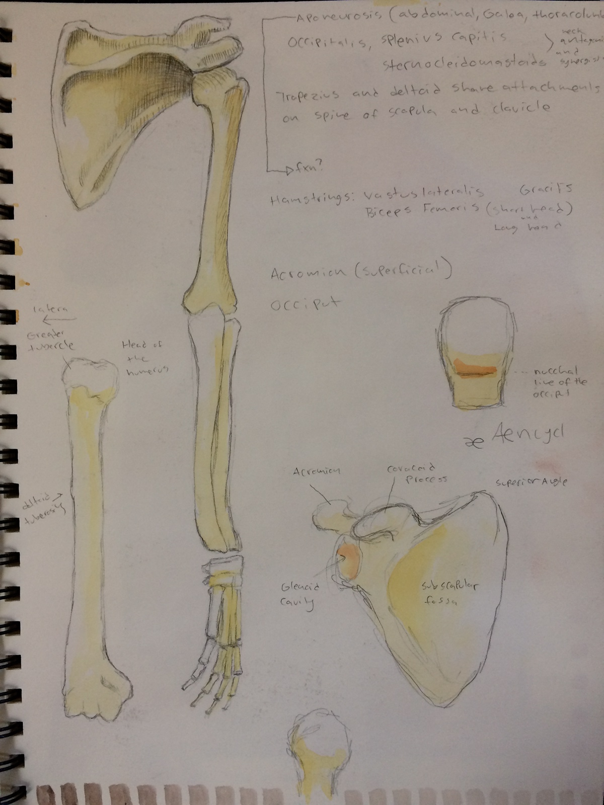 anatomical illustration human anatomy science illustration