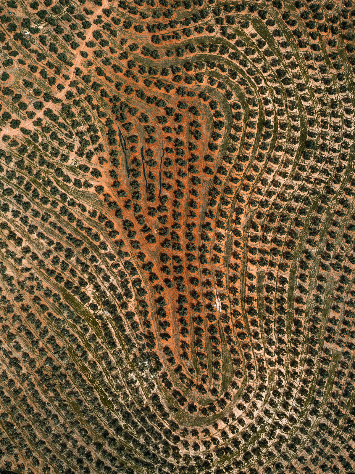 abstract Aerial Aerial Photography agriculture olive Olive Oil olive tree Photography  spain