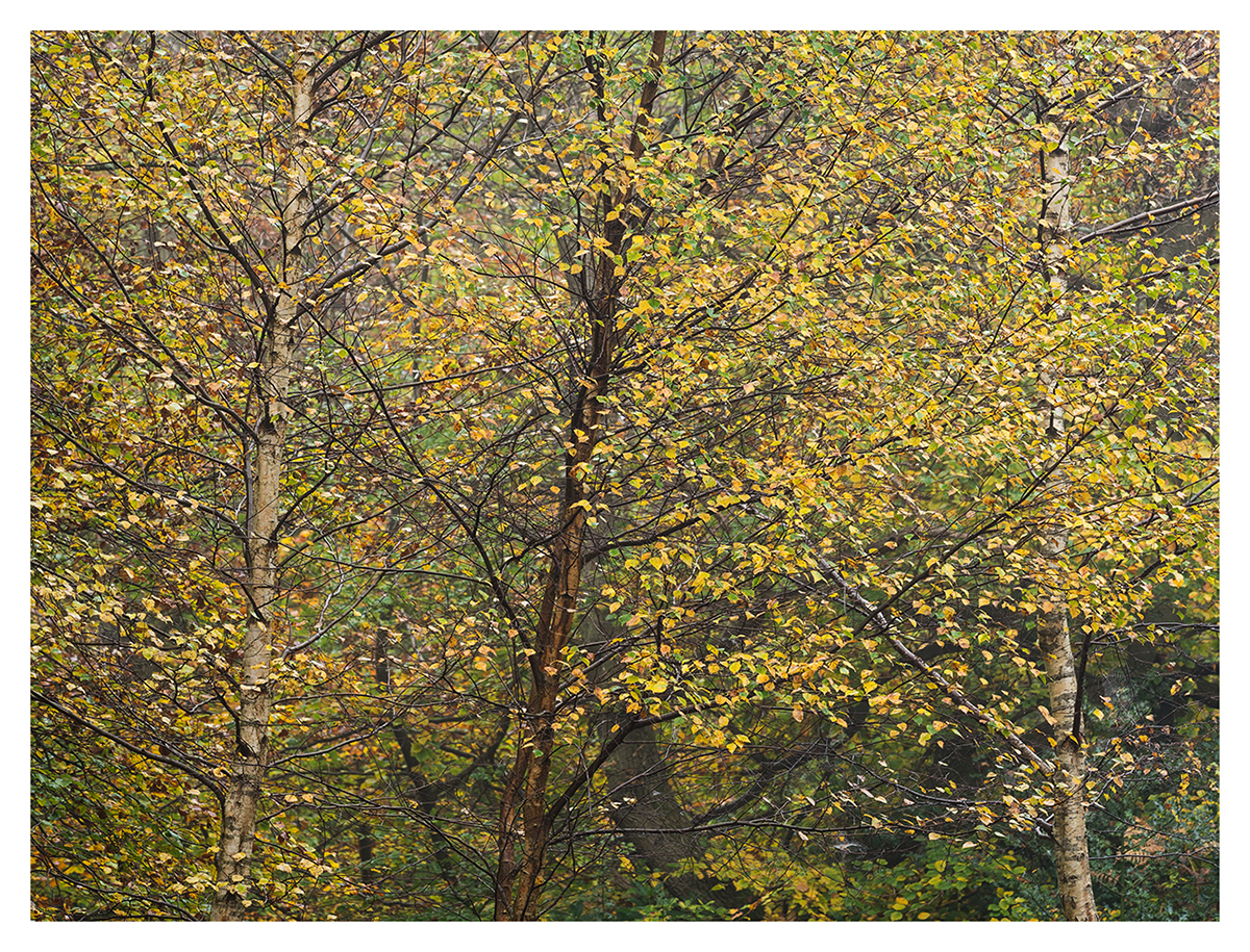 Damian Ward Photography  Burnham Beeches buckinghamshire woodland autumn full