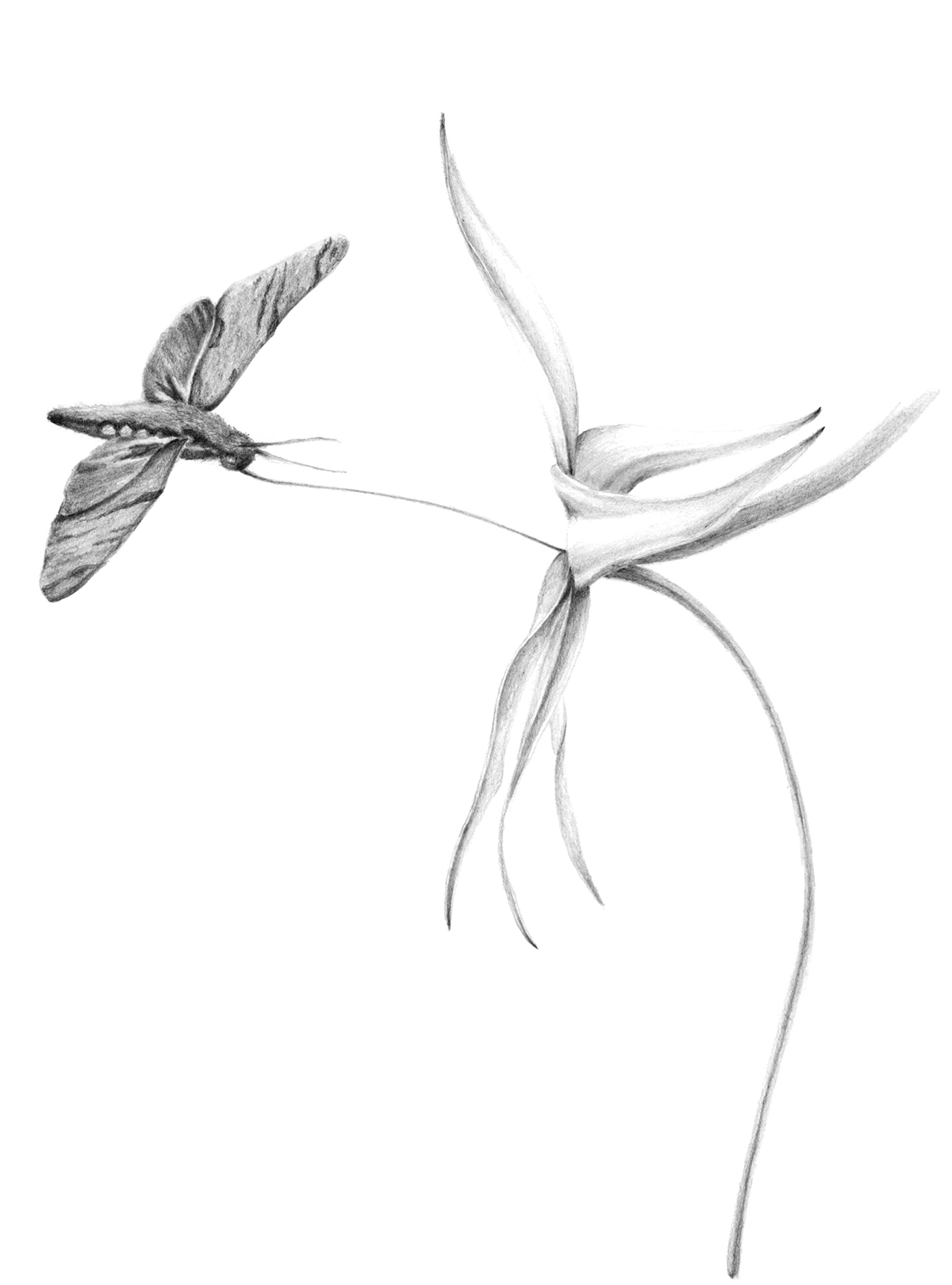Pencil drawing book illustrations plants botanical