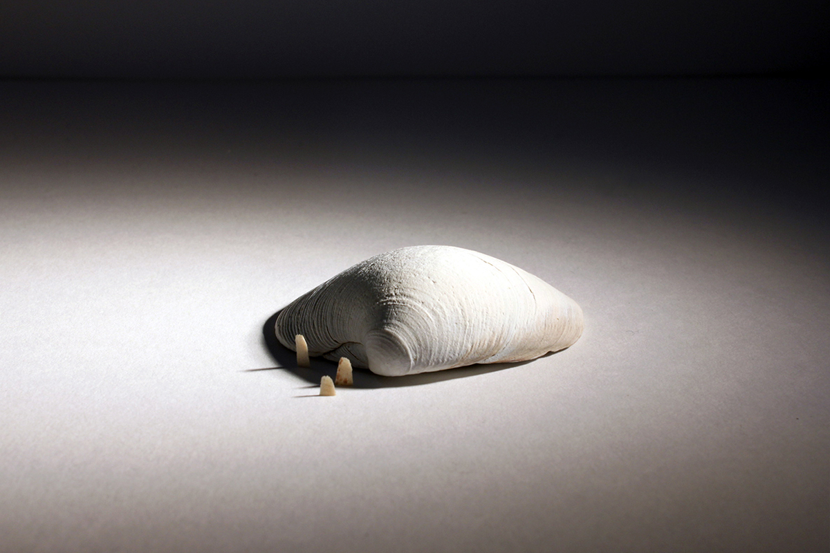 Adobe Portfolio Jeawon Kim installation Wood Shavings seashell