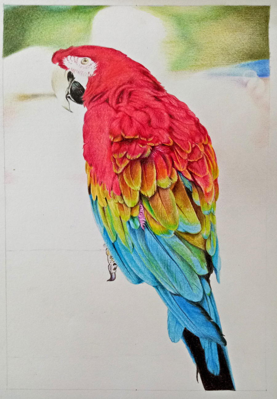 Scarlet Macaw Parrot Colored pencil drawing on Behance
