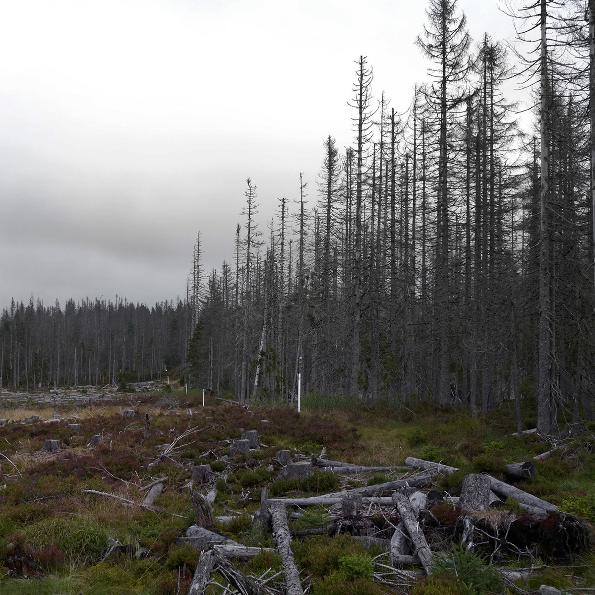 wood trees devastated Landscape germany fog mist backland borderland