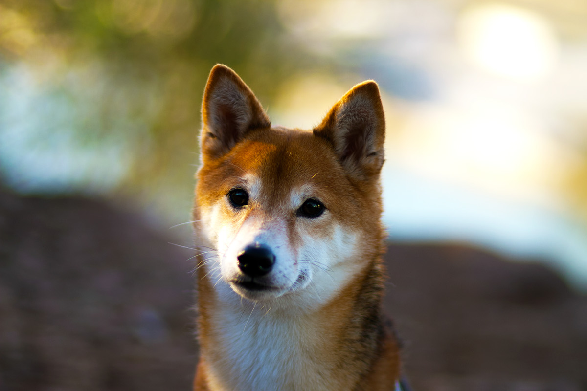shiba inu Knoxville Tennessee Knoxville Tennessee graphiti portraits