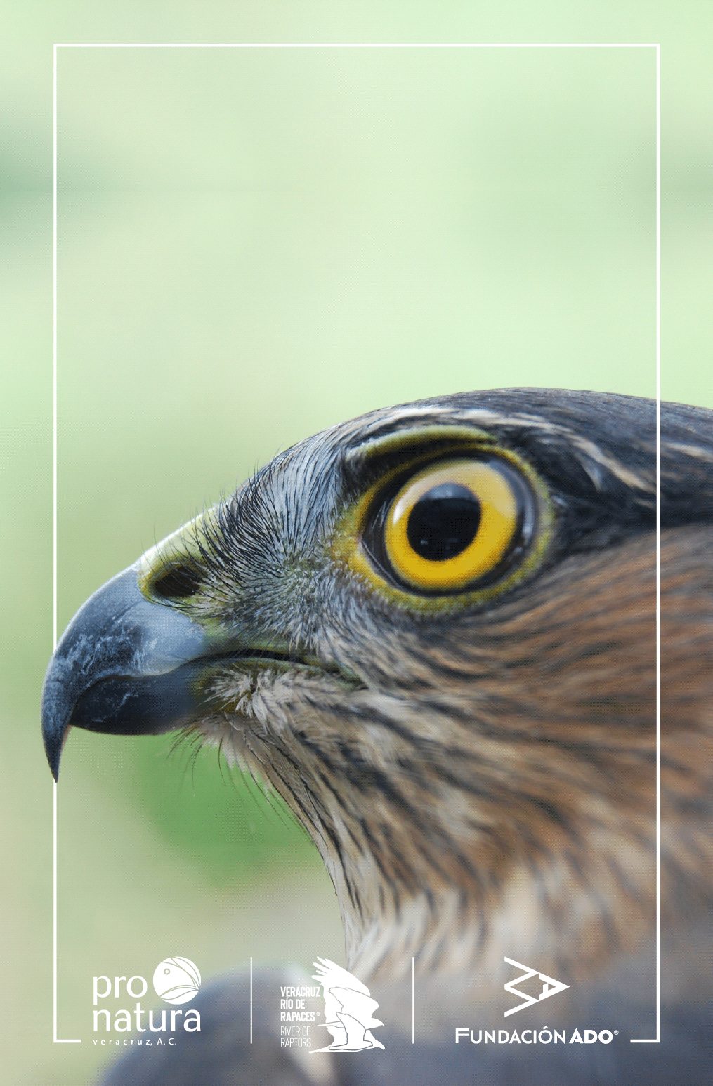 bird vector Guide editorial design  editorial raptors Photography  ornithology