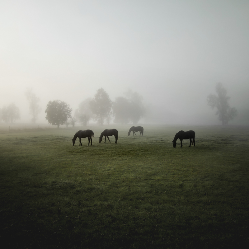 animals mist fog Landscape Nature Herd grass green