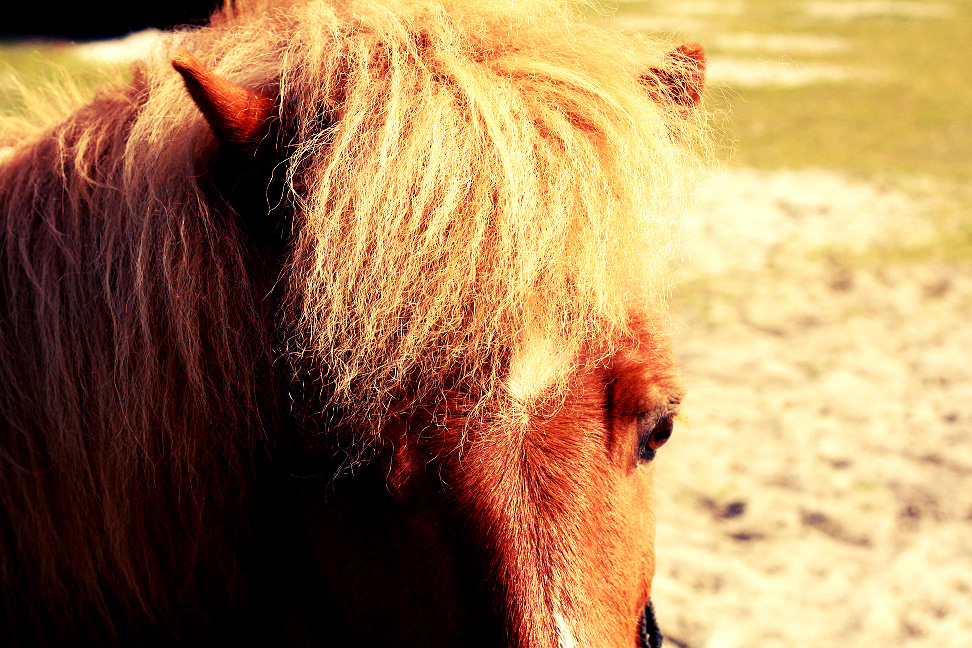 horse  Beast Fur  hestehår  heste
