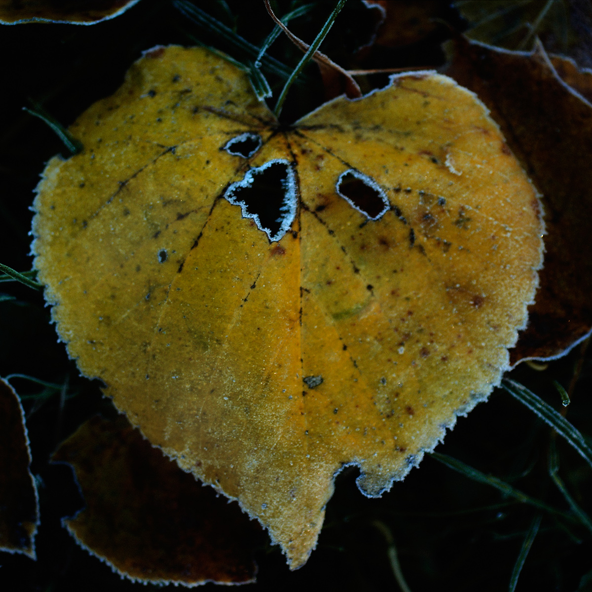 autumn evanescance flower Plant seed death fading change Nature leaf mushroom