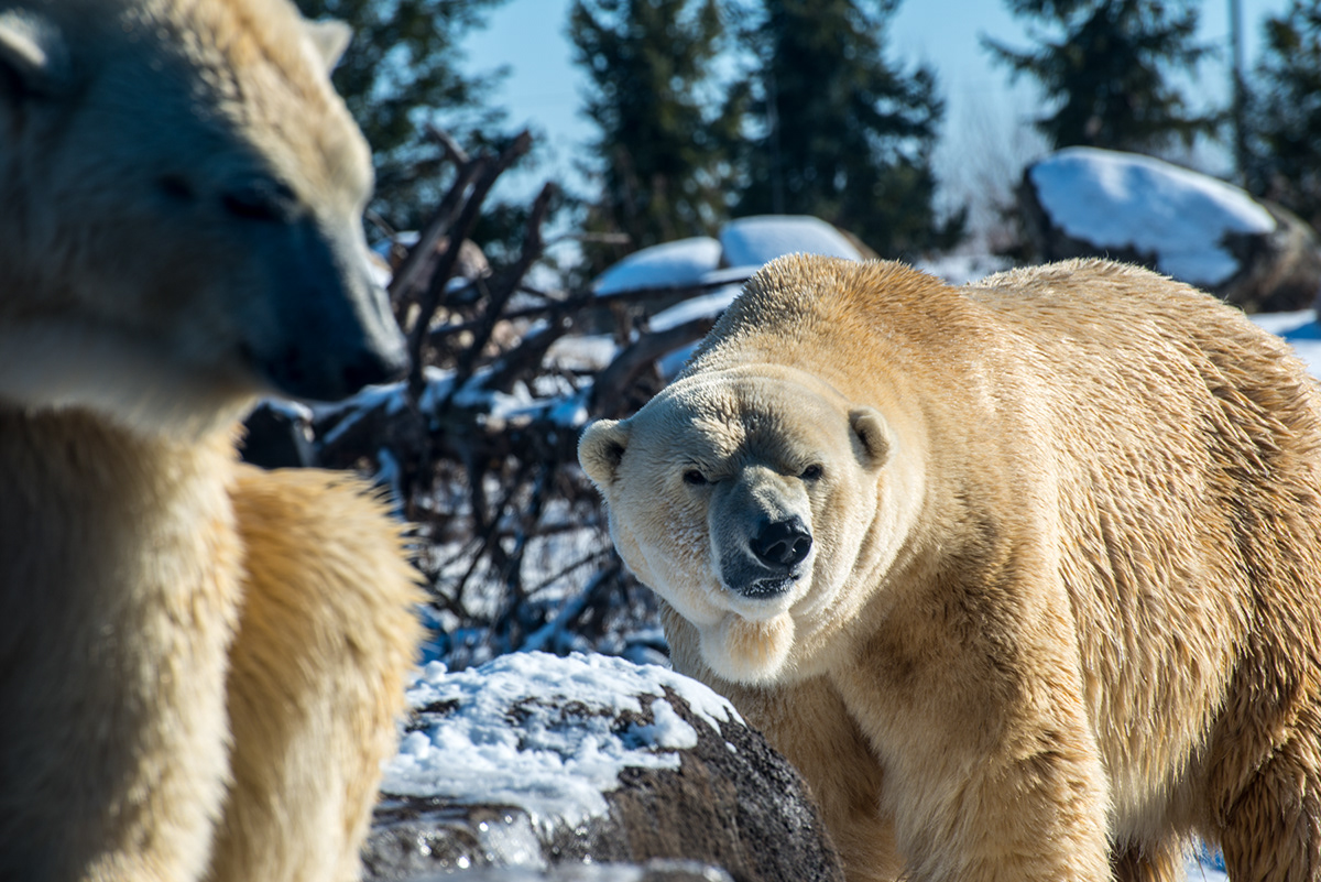 zoo polar bears Wildlife photography wildlife bears animals