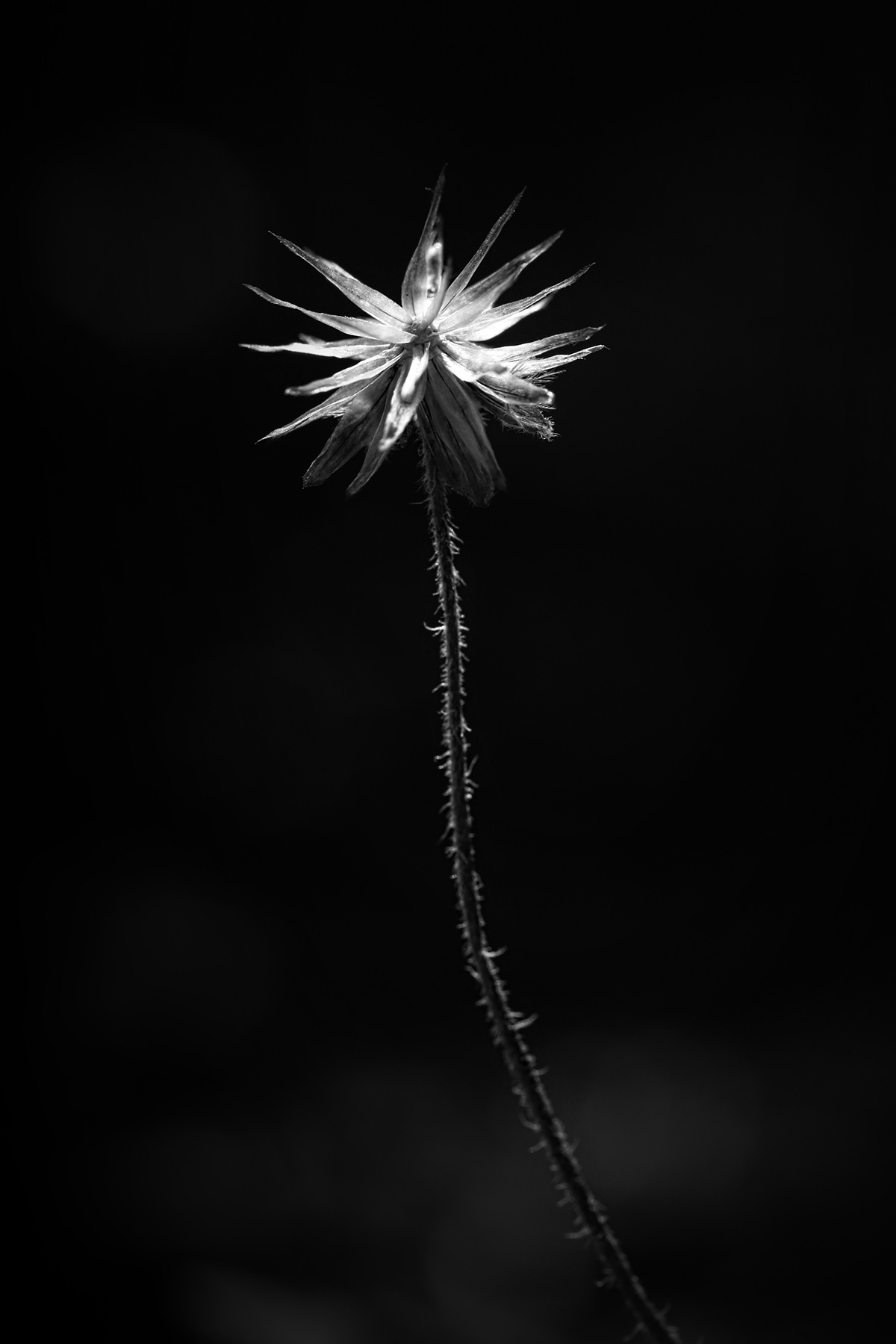 black and white dandelion Fine Arts  Macro Photography monochrome Nature Plant weed
