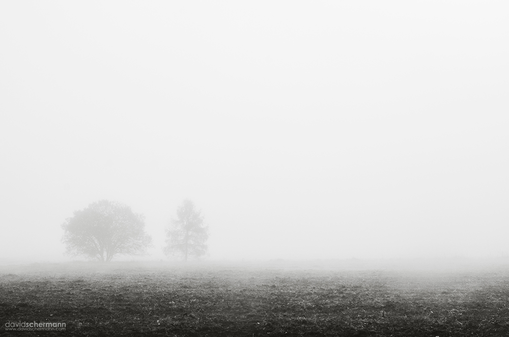 fog woods  forrest Landscape Mystic nebel wald austria Burgenland david schermann