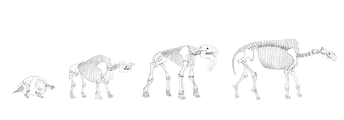 prehistoricmammals glyptodon Paraceratherium Embolotherium Deinotherium poststamps scientificillustration science biology mammalia