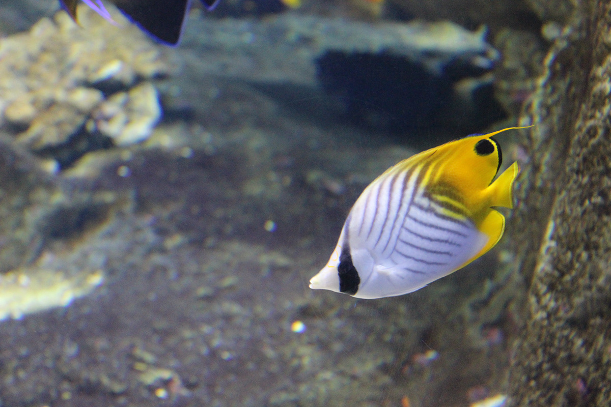 fish animals aquarium aqua life