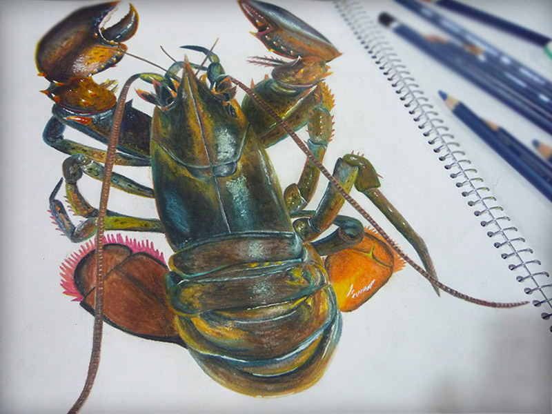 lobster watercolor pencils