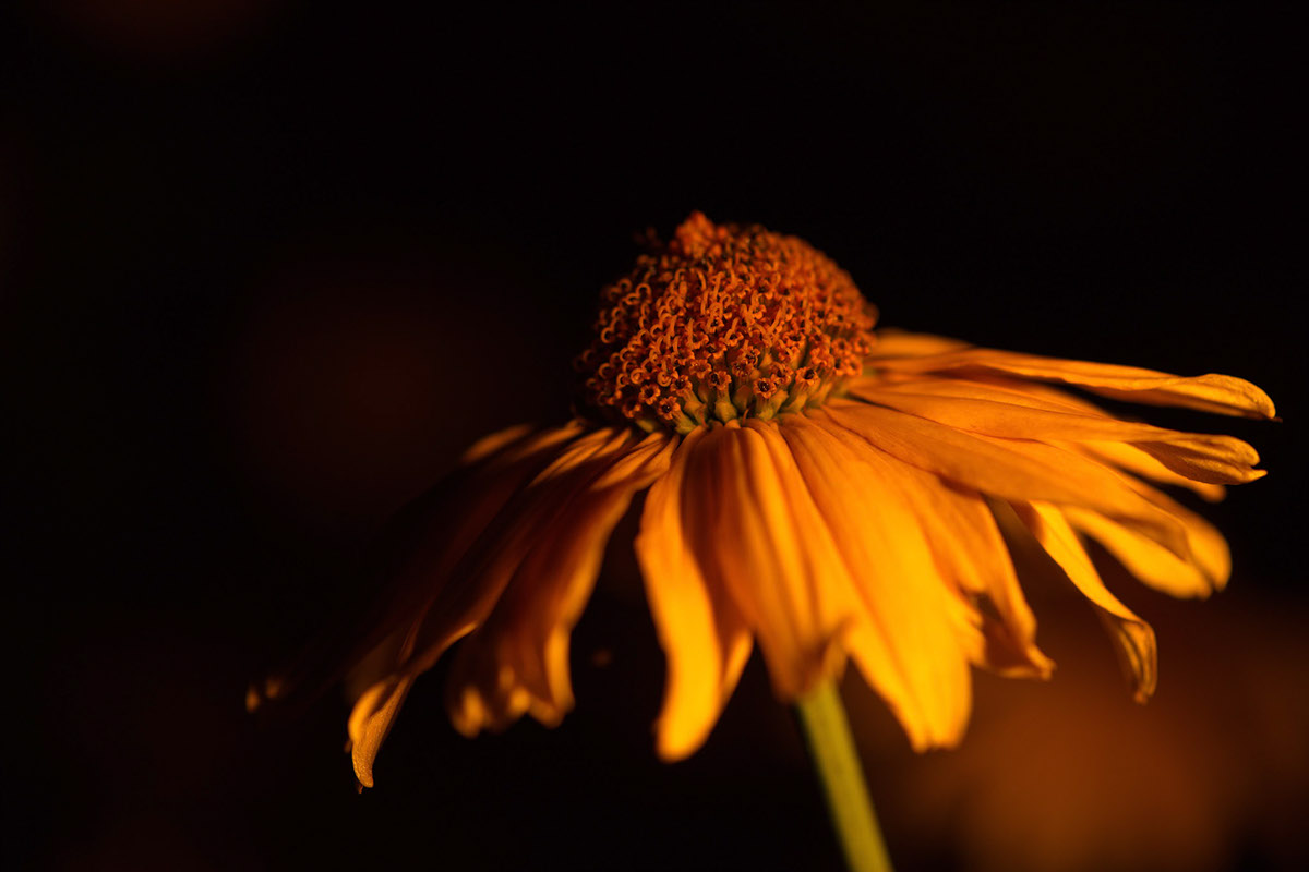 Botanik pflanzen blumen blüten Flowers night nacht Nachtaufnahmen Botanischer Garten berlin