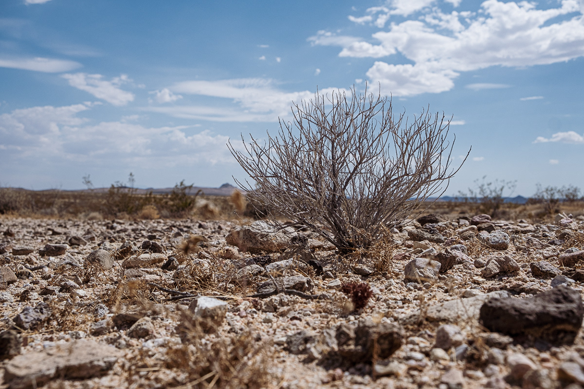 Desert Tortoise Natural Area photography by Brian Joseph Wangenheim.