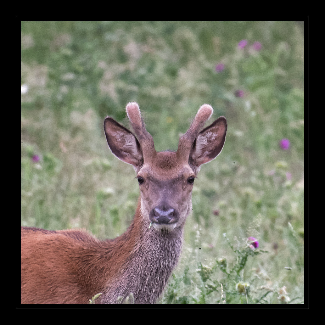 cerfs DAGUET grand-cerf Isabelle Cros quercy animalier tierfotografie 动物摄影 動物写真 鹿