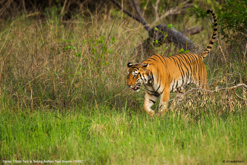 tigers  tadoba tigers chandrspur tiger reserve tatr tiger reserve chandrapur tigers vidharbha tiger reserve