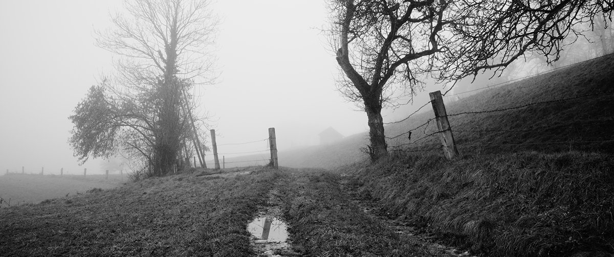 atumn black and white cinematography fog forest monochrome season short film Switzerland