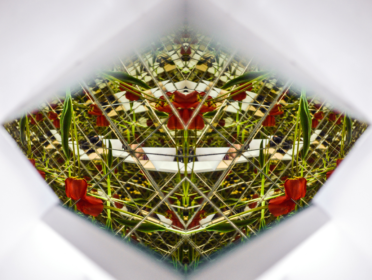 mirror reflection Photography  surreal infinite Plant multiply digital photography 