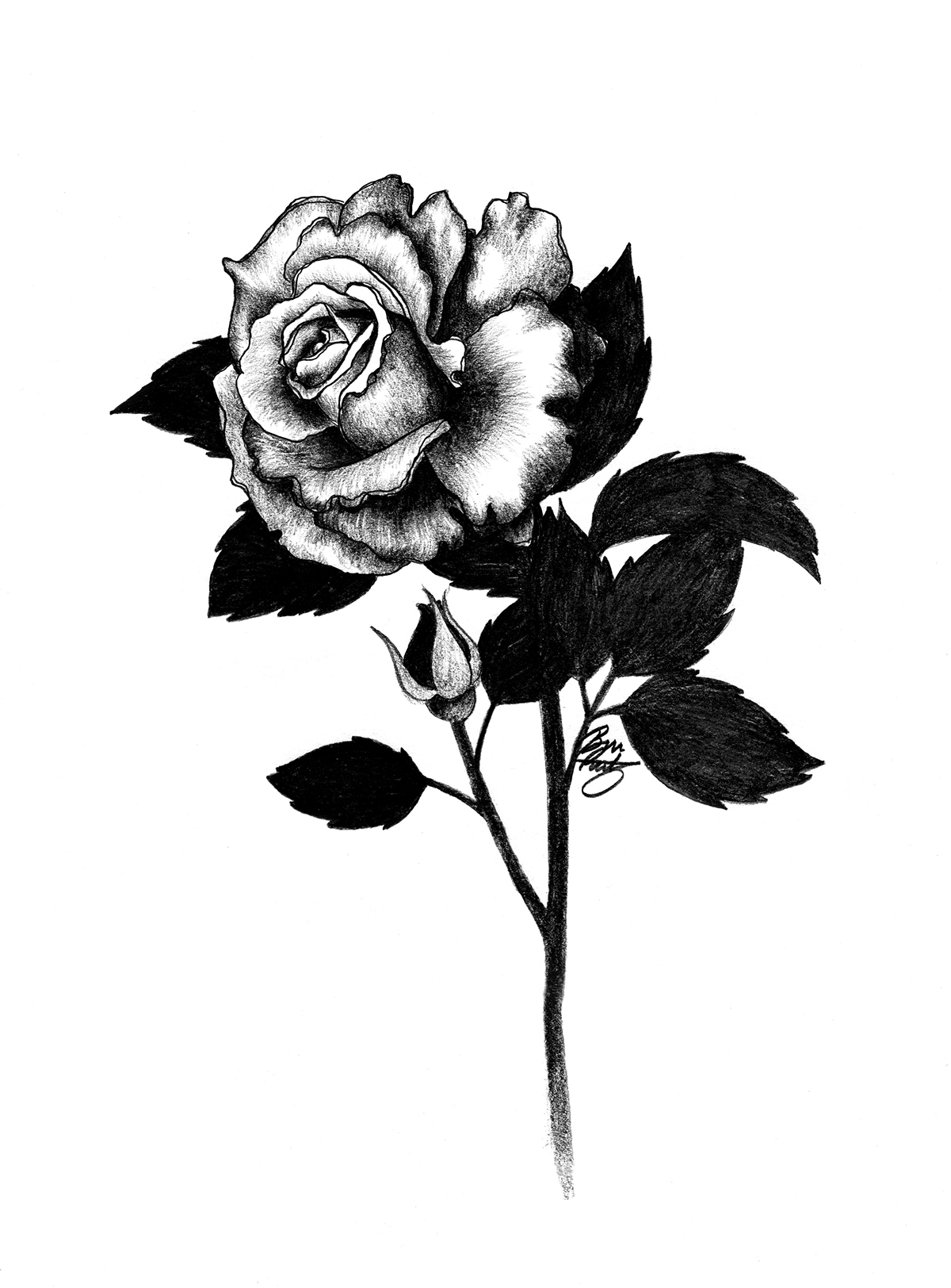 Rosecity rose Roses rosebud ILLUSTRATION  Drawing  botanical shading