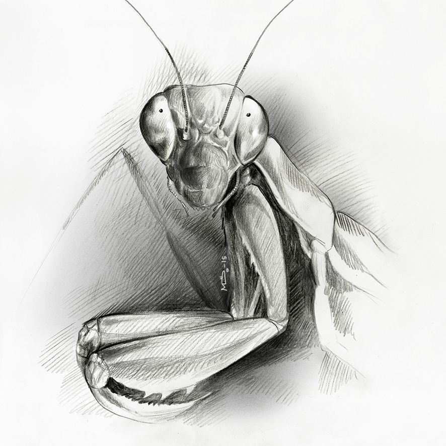 mantis insect draw pencil monochrome black Nature