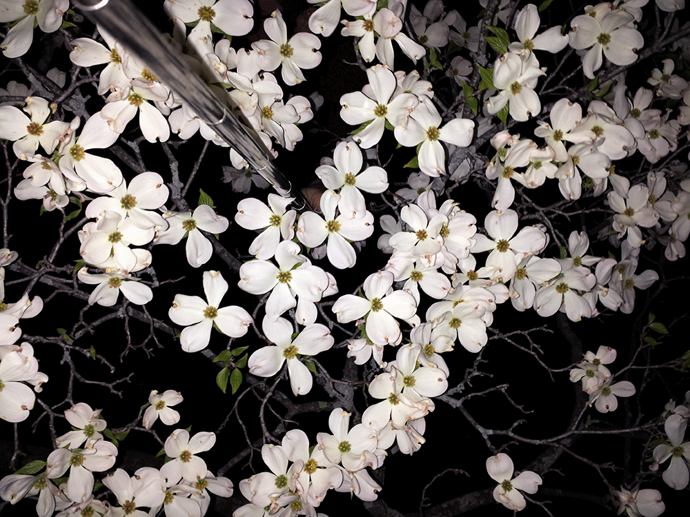 Selfie stick selfie stick series night flower floral bloom selfie krawec contrast gif photo