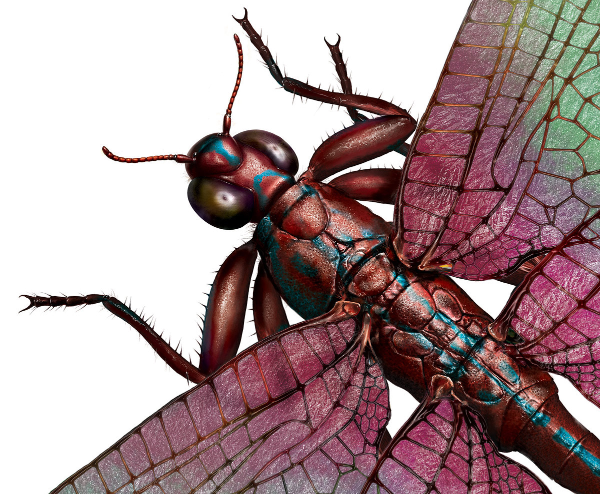 dragonfly Ancient paleo paleontology magazine Meganeura