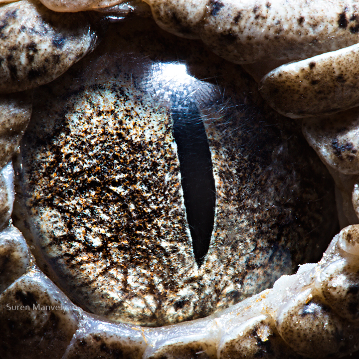 Animal Eyes animal eye fish crocodile SCORPIONFISH puffer macro close-up iris wild Ocean sea