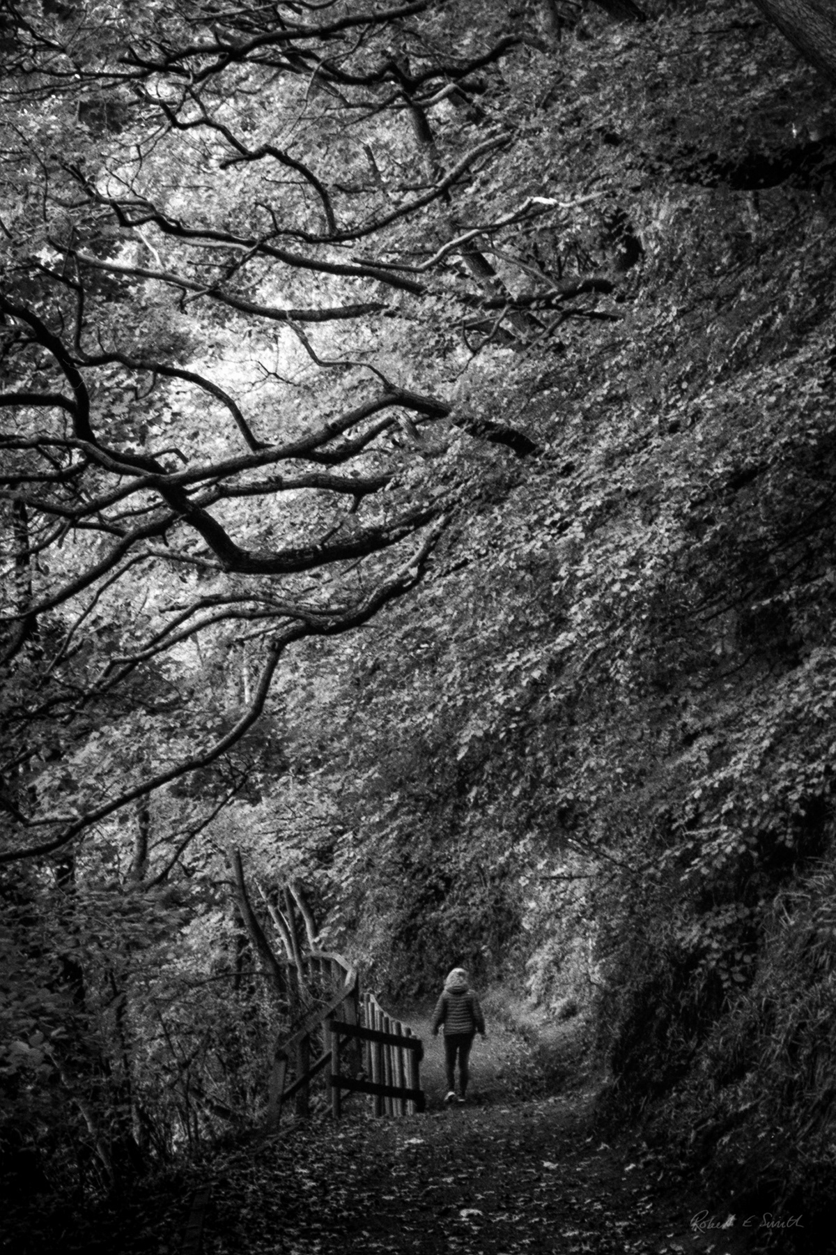 35mm film analog photography black and white Film   forest Landscape monochrome Nature photographer Tree 